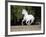 Grey Andalusian Stallion Cantering in Field, Ojai, California, USA-Carol Walker-Framed Photographic Print