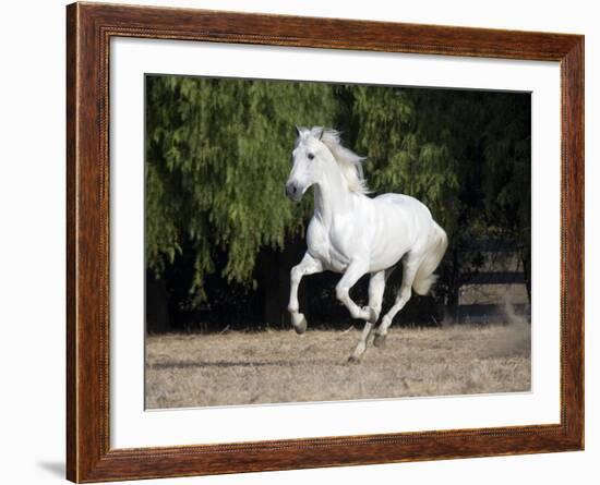 Grey Andalusian Stallion Cantering in Field, Ojai, California, USA-Carol Walker-Framed Photographic Print