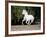 Grey Andalusian Stallion Cantering in Field, Ojai, California, USA-Carol Walker-Framed Photographic Print