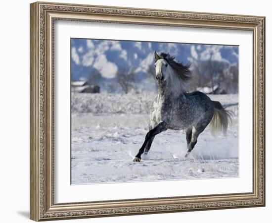 Grey Andalusian Stallion Cantering in Snow, Longmont, Colorado, USA-Carol Walker-Framed Photographic Print