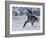 Grey Andalusian Stallion Cantering in Snow, Longmont, Colorado, USA-Carol Walker-Framed Photographic Print