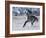 Grey Andalusian Stallion Cantering in Snow, Longmont, Colorado, USA-Carol Walker-Framed Photographic Print