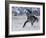 Grey Andalusian Stallion Cantering in Snow, Longmont, Colorado, USA-Carol Walker-Framed Photographic Print