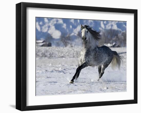 Grey Andalusian Stallion Cantering in Snow, Longmont, Colorado, USA-Carol Walker-Framed Photographic Print