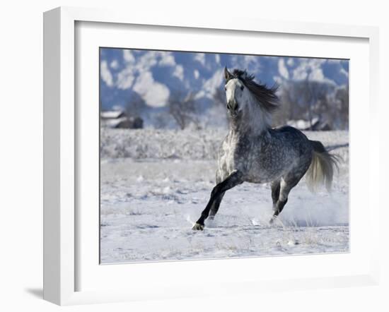 Grey Andalusian Stallion Cantering in Snow, Longmont, Colorado, USA-Carol Walker-Framed Photographic Print