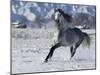 Grey Andalusian Stallion Cantering in Snow, Longmont, Colorado, USA-Carol Walker-Mounted Photographic Print