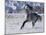 Grey Andalusian Stallion Cantering in Snow, Longmont, Colorado, USA-Carol Walker-Mounted Photographic Print