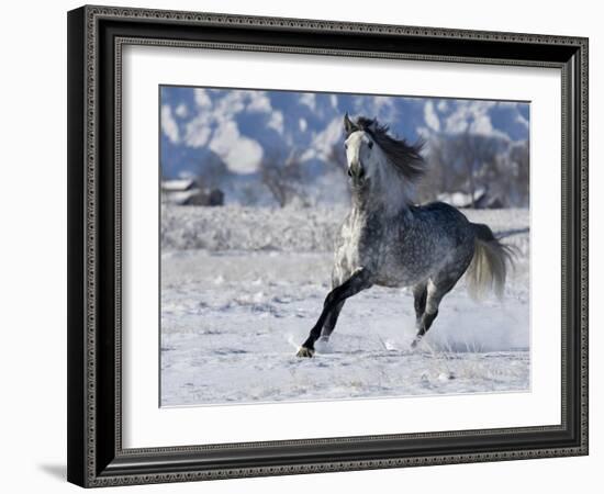 Grey Andalusian Stallion Cantering in Snow, Longmont, Colorado, USA-Carol Walker-Framed Photographic Print