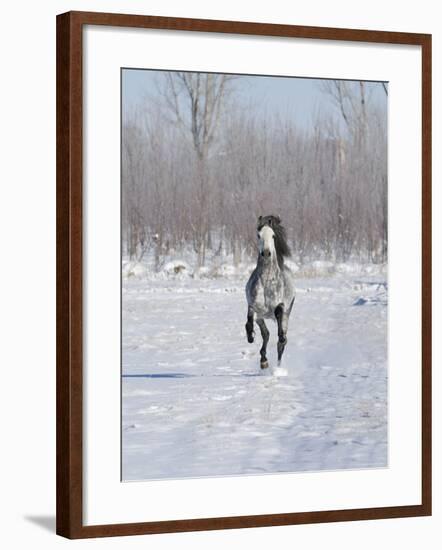 Grey Andalusian Stallion Cantering in Snow, Longmont, Colorado, USA-Carol Walker-Framed Photographic Print