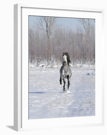Grey Andalusian Stallion Cantering in Snow, Longmont, Colorado, USA-Carol Walker-Framed Photographic Print