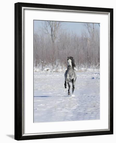 Grey Andalusian Stallion Cantering in Snow, Longmont, Colorado, USA-Carol Walker-Framed Photographic Print