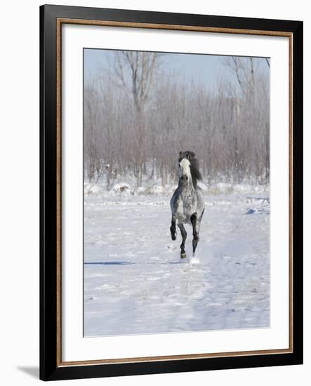 Grey Andalusian Stallion Cantering in Snow, Longmont, Colorado, USA-Carol Walker-Framed Photographic Print