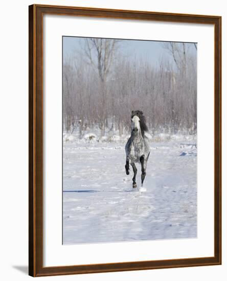 Grey Andalusian Stallion Cantering in Snow, Longmont, Colorado, USA-Carol Walker-Framed Photographic Print