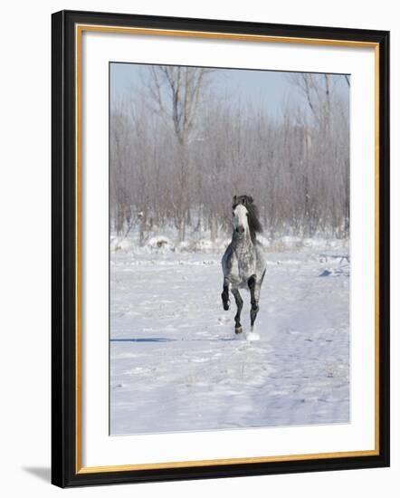 Grey Andalusian Stallion Cantering in Snow, Longmont, Colorado, USA-Carol Walker-Framed Photographic Print