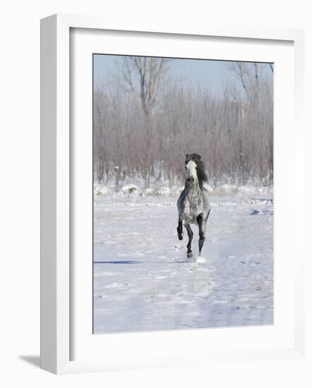 Grey Andalusian Stallion Cantering in Snow, Longmont, Colorado, USA-Carol Walker-Framed Photographic Print