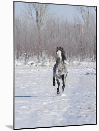 Grey Andalusian Stallion Cantering in Snow, Longmont, Colorado, USA-Carol Walker-Mounted Photographic Print