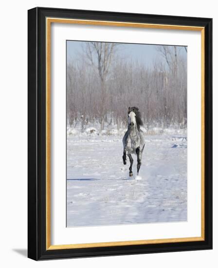 Grey Andalusian Stallion Cantering in Snow, Longmont, Colorado, USA-Carol Walker-Framed Photographic Print