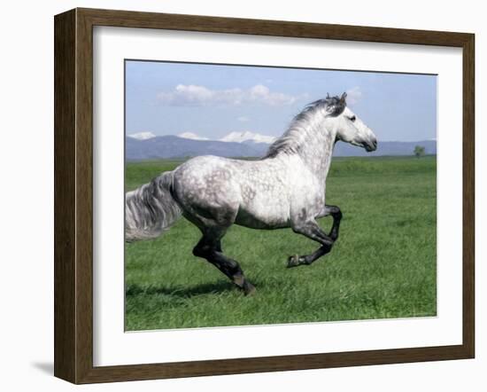 Grey Andalusian Stallion Cantering with Rocky Mtns Behind, Colorado, USA-Carol Walker-Framed Photographic Print