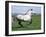 Grey Andalusian Stallion Cantering with Rocky Mtns Behind, Colorado, USA-Carol Walker-Framed Photographic Print