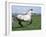 Grey Andalusian Stallion Cantering with Rocky Mtns Behind, Colorado, USA-Carol Walker-Framed Photographic Print