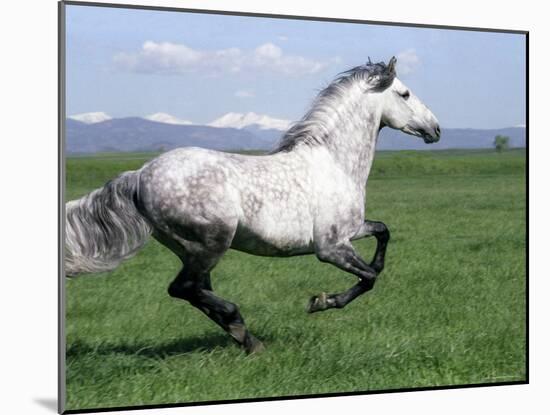 Grey Andalusian Stallion Cantering with Rocky Mtns Behind, Colorado, USA-Carol Walker-Mounted Photographic Print