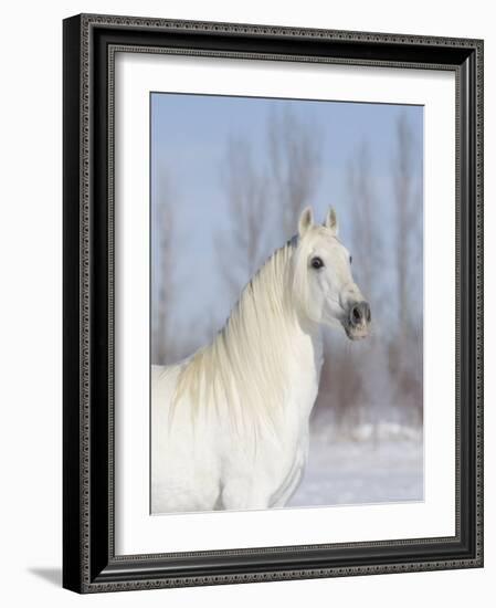Grey Andalusian Stallion Head and Neck Portrait, Longmont, Colorado, USA-Carol Walker-Framed Photographic Print