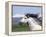 Grey Andalusian Stallion Head Portrait, Colorado, USA-Carol Walker-Framed Premier Image Canvas