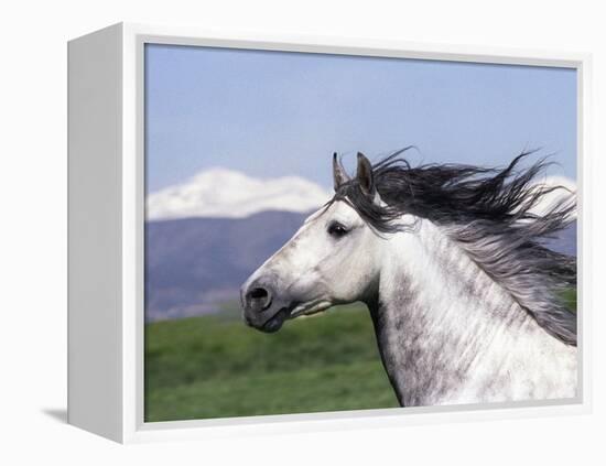 Grey Andalusian Stallion Head Portrait, Colorado, USA-Carol Walker-Framed Premier Image Canvas