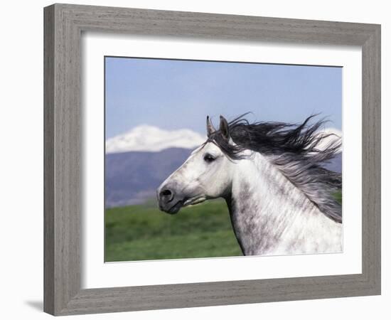 Grey Andalusian Stallion Head Portrait, Colorado, USA-Carol Walker-Framed Photographic Print