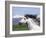 Grey Andalusian Stallion Head Portrait, Colorado, USA-Carol Walker-Framed Photographic Print