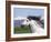 Grey Andalusian Stallion Head Portrait, Colorado, USA-Carol Walker-Framed Photographic Print