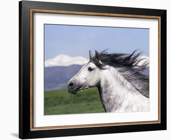 Grey Andalusian Stallion Head Portrait, Colorado, USA-Carol Walker-Framed Photographic Print