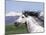 Grey Andalusian Stallion Head Portrait, Colorado, USA-Carol Walker-Mounted Photographic Print