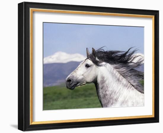 Grey Andalusian Stallion Head Portrait, Colorado, USA-Carol Walker-Framed Photographic Print