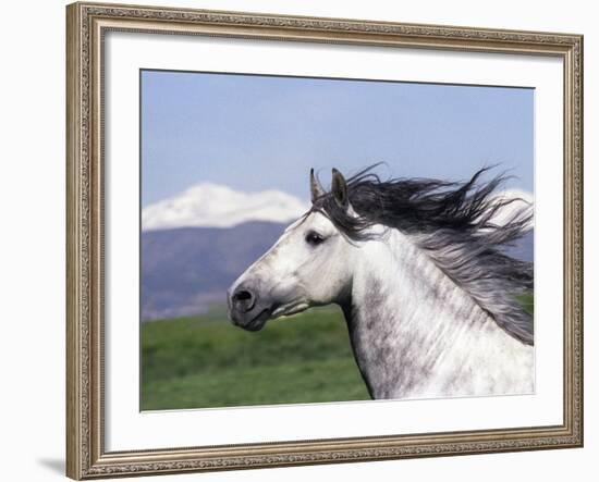 Grey Andalusian Stallion Head Portrait, Colorado, USA-Carol Walker-Framed Photographic Print