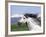 Grey Andalusian Stallion Head Portrait, Colorado, USA-Carol Walker-Framed Photographic Print