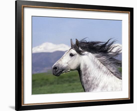 Grey Andalusian Stallion Head Portrait, Colorado, USA-Carol Walker-Framed Photographic Print