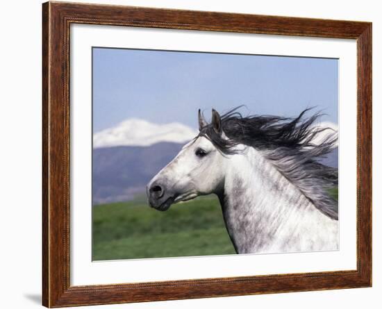 Grey Andalusian Stallion Head Portrait, Colorado, USA-Carol Walker-Framed Photographic Print