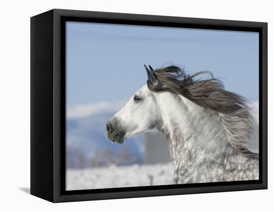 Grey Andalusian Stallion Head Profile While Cantering, Longmont, Colorado, USA-Carol Walker-Framed Premier Image Canvas