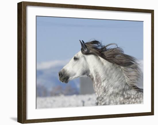 Grey Andalusian Stallion Head Profile While Cantering, Longmont, Colorado, USA-Carol Walker-Framed Photographic Print