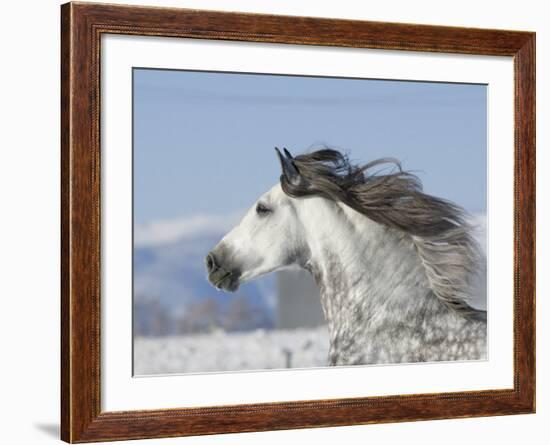 Grey Andalusian Stallion Head Profile While Cantering, Longmont, Colorado, USA-Carol Walker-Framed Photographic Print