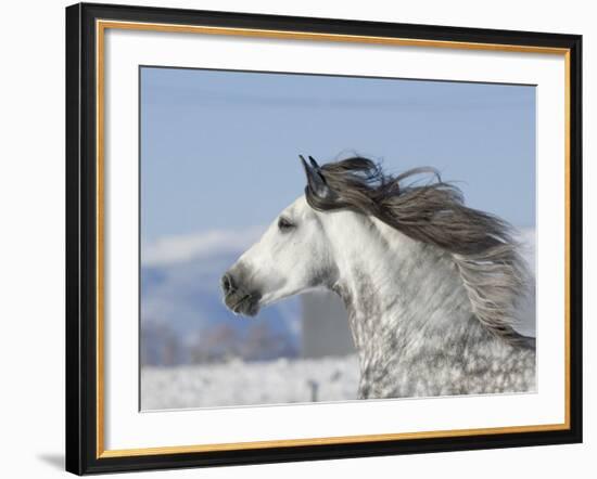 Grey Andalusian Stallion Head Profile While Cantering, Longmont, Colorado, USA-Carol Walker-Framed Photographic Print