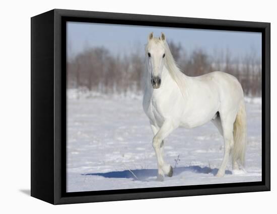 Grey Andalusian Stallion Portrait in Snow, Longmont, Colorado, USA-Carol Walker-Framed Premier Image Canvas