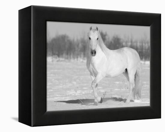 Grey Andalusian Stallion Portrait in Snow, Longmont, Colorado, USA-Carol Walker-Framed Premier Image Canvas