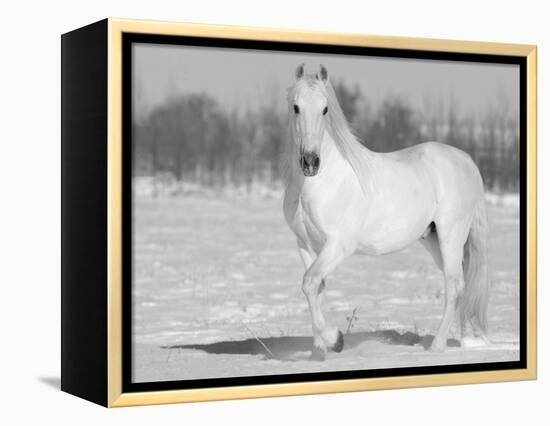 Grey Andalusian Stallion Portrait in Snow, Longmont, Colorado, USA-Carol Walker-Framed Premier Image Canvas