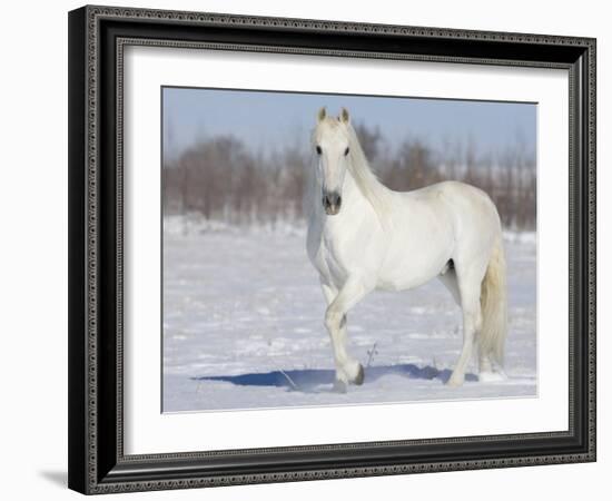 Grey Andalusian Stallion Portrait in Snow, Longmont, Colorado, USA-Carol Walker-Framed Photographic Print