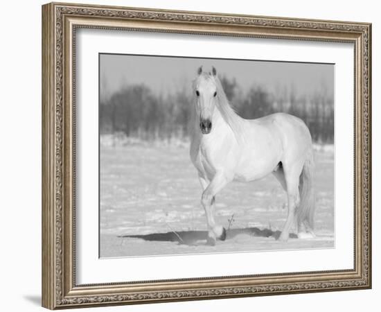 Grey Andalusian Stallion Portrait in Snow, Longmont, Colorado, USA-Carol Walker-Framed Photographic Print