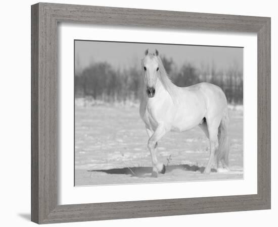 Grey Andalusian Stallion Portrait in Snow, Longmont, Colorado, USA-Carol Walker-Framed Photographic Print