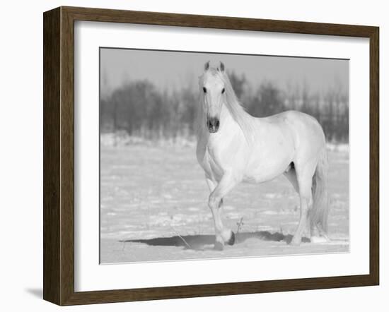 Grey Andalusian Stallion Portrait in Snow, Longmont, Colorado, USA-Carol Walker-Framed Photographic Print