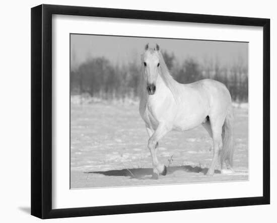 Grey Andalusian Stallion Portrait in Snow, Longmont, Colorado, USA-Carol Walker-Framed Photographic Print